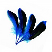 MODRÉ / ČERNÉ peří husí letky brka dekorační pírka modročerné