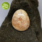 Rarita EXKLUSIVNÍ Fosilní KORÁL kabošon přírodní minerál šperkový kámen